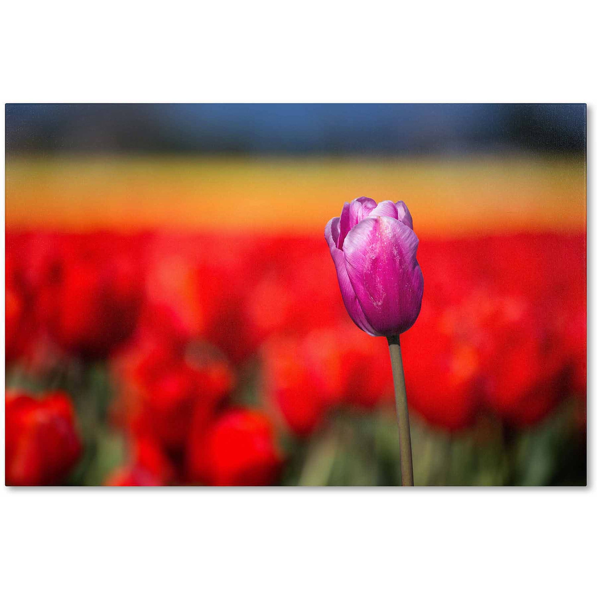 Trademark Fine Art "Purple Tulip" Canvas Art by Pierre Leclerc
