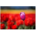 thumbnail image 1 of Trademark Fine Art "Purple Tulip" Canvas Art by Pierre Leclerc, 1 of 3