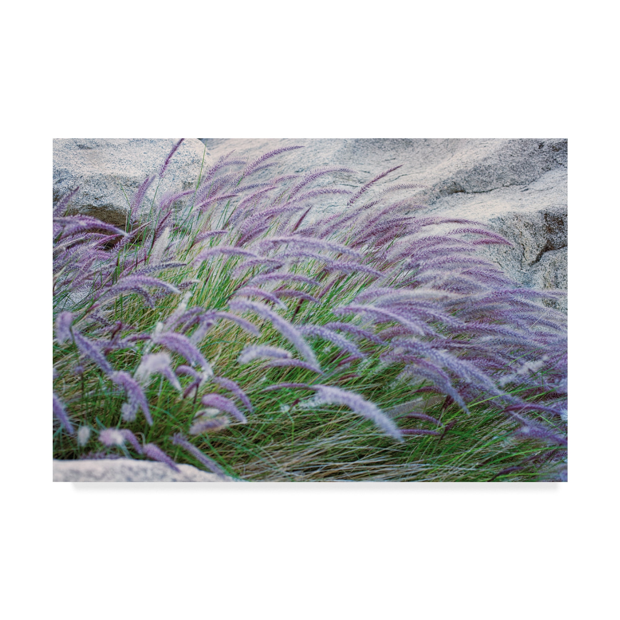Trademark Fine Art 'Purple Wild Grass Ii' Canvas Art by Janice Sullivan