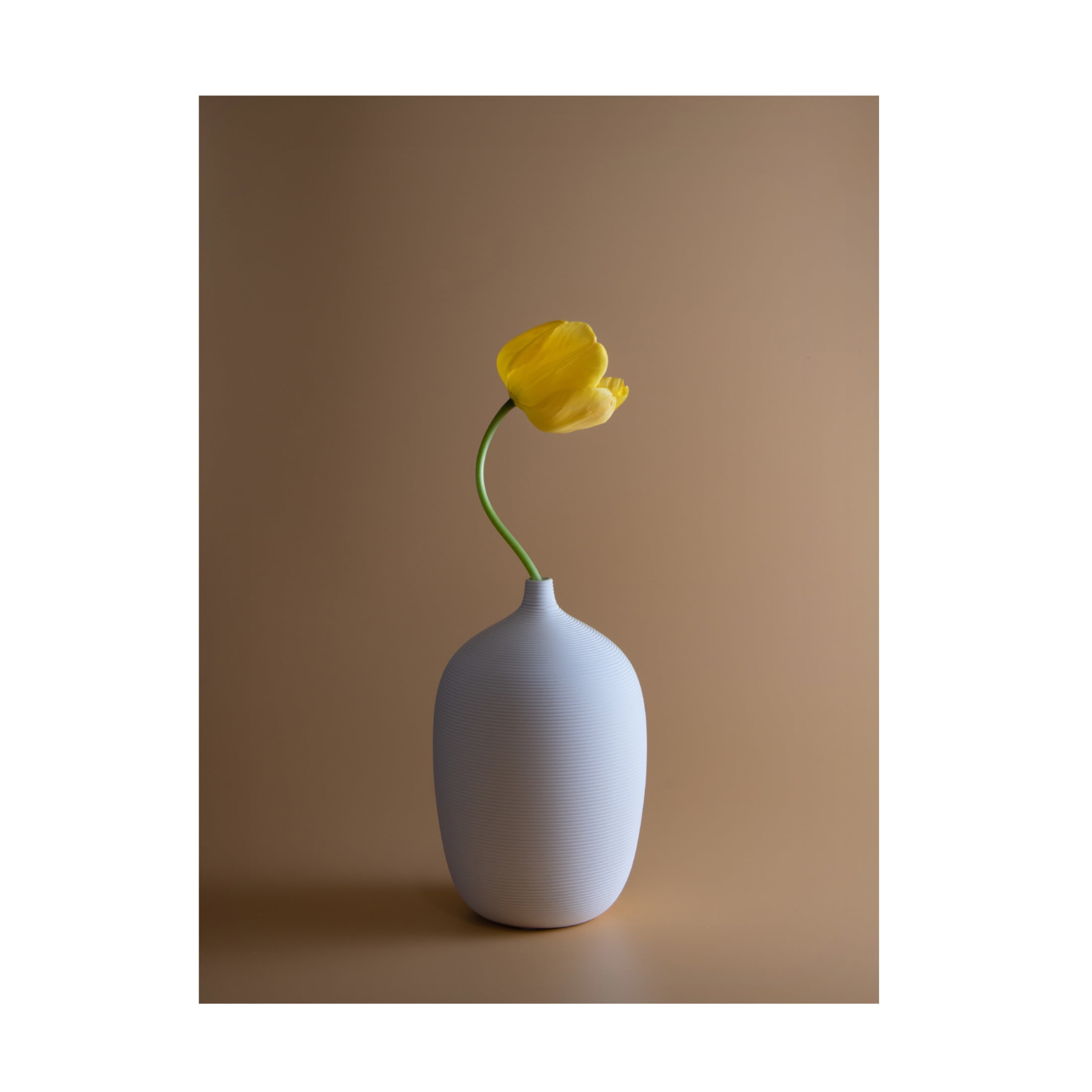 Trademark Fine Art Qing Li Tulip Canvas Wall Art