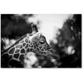 thumbnail image 1 of Trademark Fine Art 'Queen of Africa' Canvas Art by Mathieu Rivrin, 1 of 1