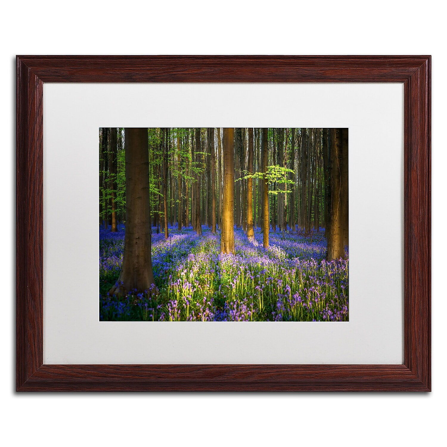 Trademark Fine Art RV0021-W1620MF "Mystical Forest" by Mathieu Rivrin 16" x 20" Framed Art WHT MTD