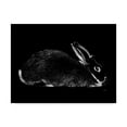 thumbnail image 1 of Trademark Fine Art 'Rabbit Portrait' Canvas Art by Geraldine Aikman, 1 of 3