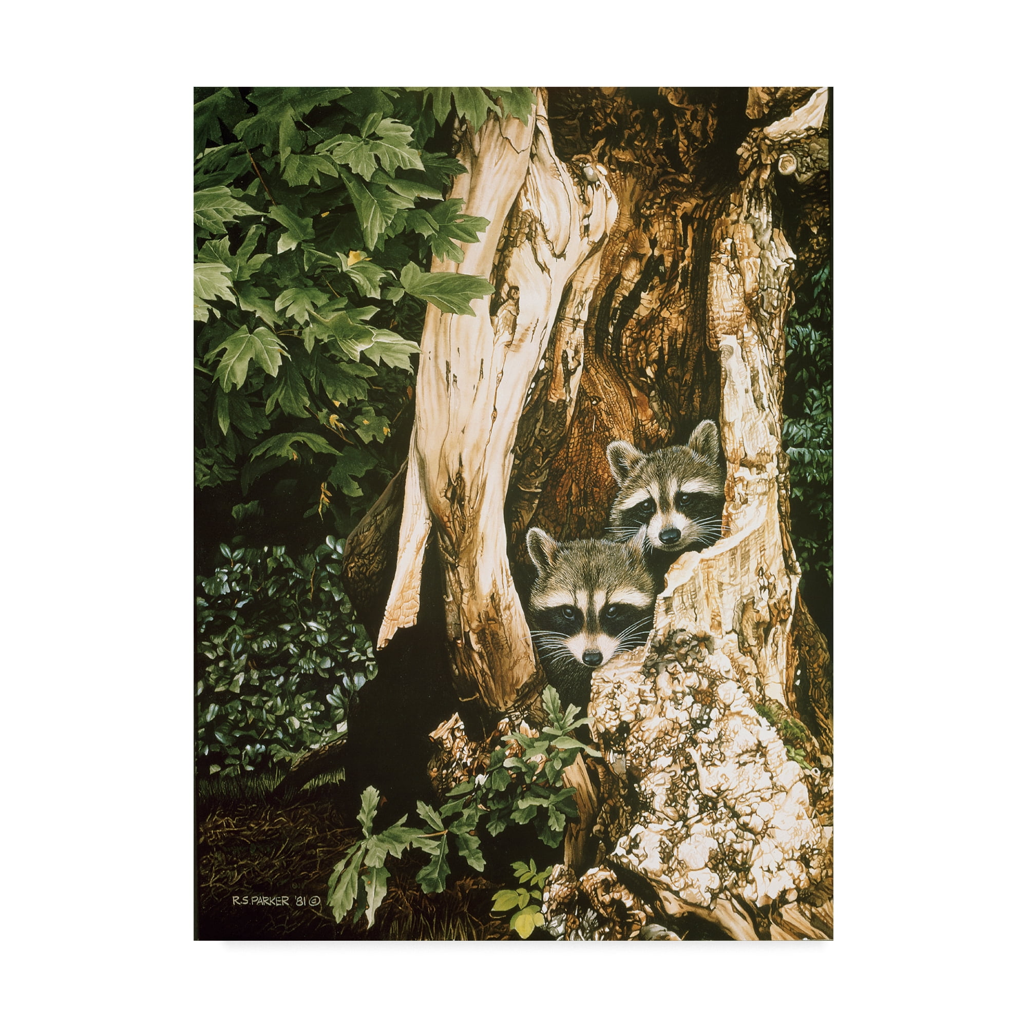 Trademark Fine Art 'Raccoon Pair' Canvas Art by Ron Parker