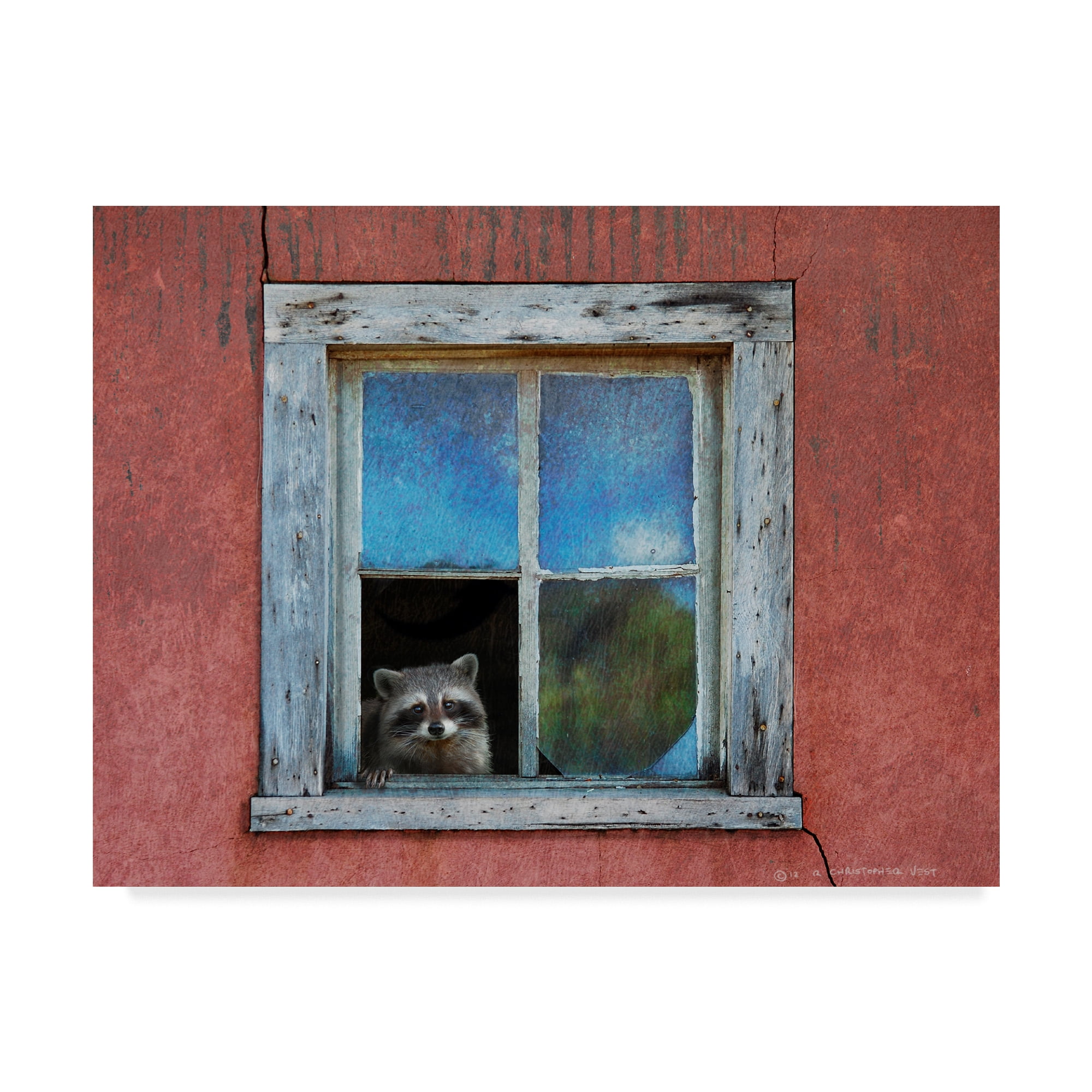 Trademark Fine Art 'Raccoon Window' Canvas Art by Chris Vest