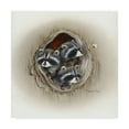 thumbnail image 1 of Trademark Fine Art 'Raccoons In Hole' Canvas Art by Peggy Harris, 1 of 3
