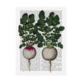 thumbnail image 1 of Trademark Fine Art 'Radishes Print' Canvas Art by Fab Funky, 1 of 3