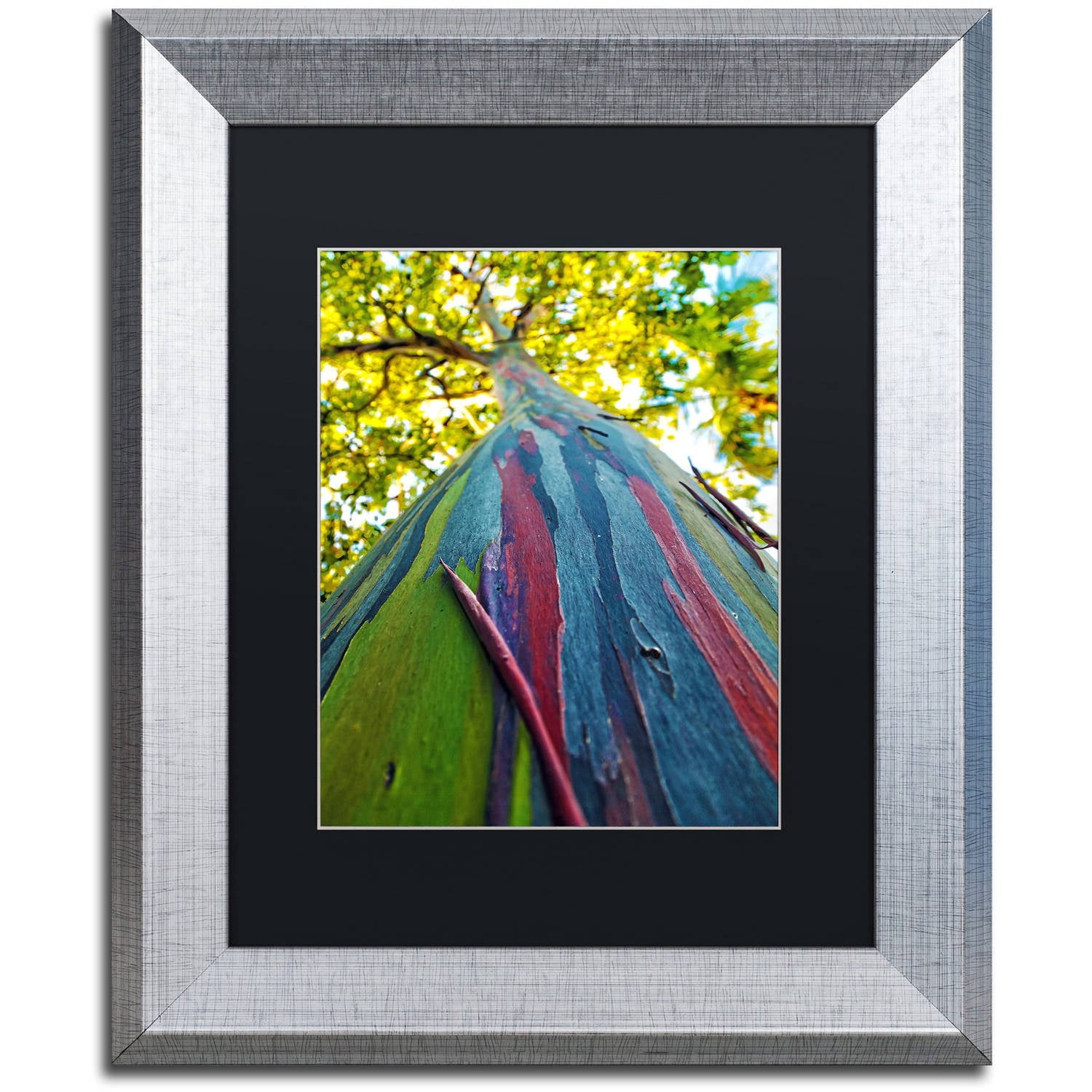 Trademark Fine Art "Rainbow Eucalyptus Tree" Canvas Art by CATeyes, Black Matte, Silver Frame