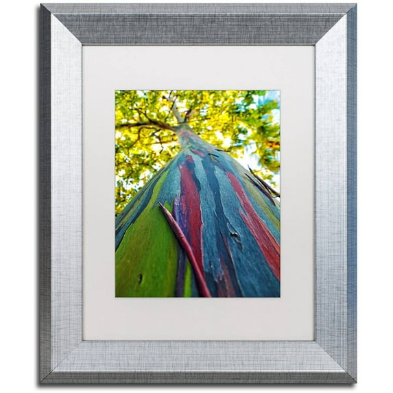 Trademark Fine Art "Rainbow Eucalyptus Tree" Canvas Art by CATeyes, White Matte, Silver Frame