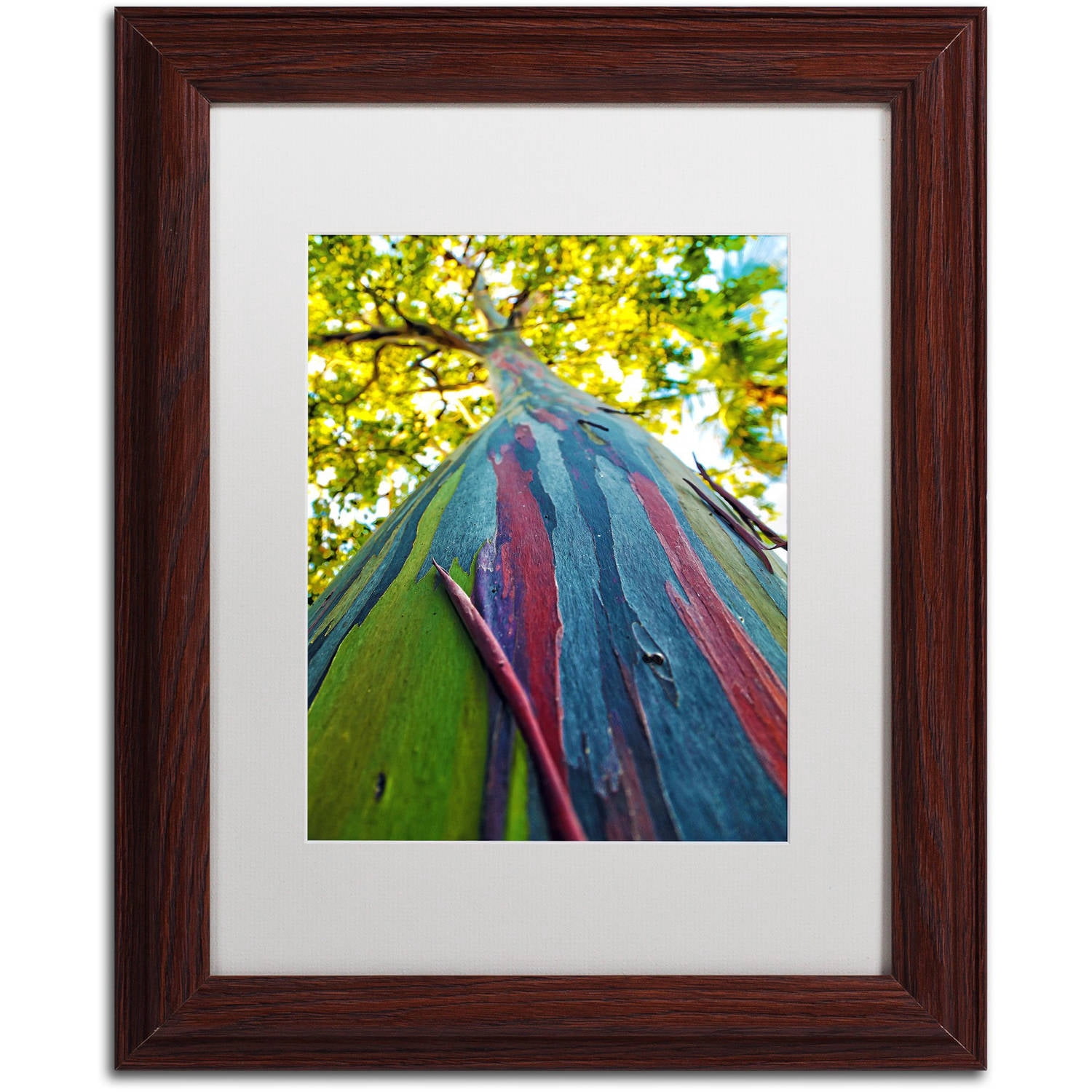 Trademark Fine Art "Rainbow Eucalyptus Tree" Canvas Art by CATeyes, White Matte, Wood Frame