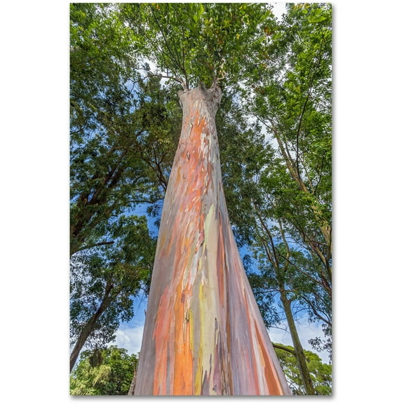 Trademark Fine Art 'Rainbow Tree' Canvas Art by Pierre Leclerc