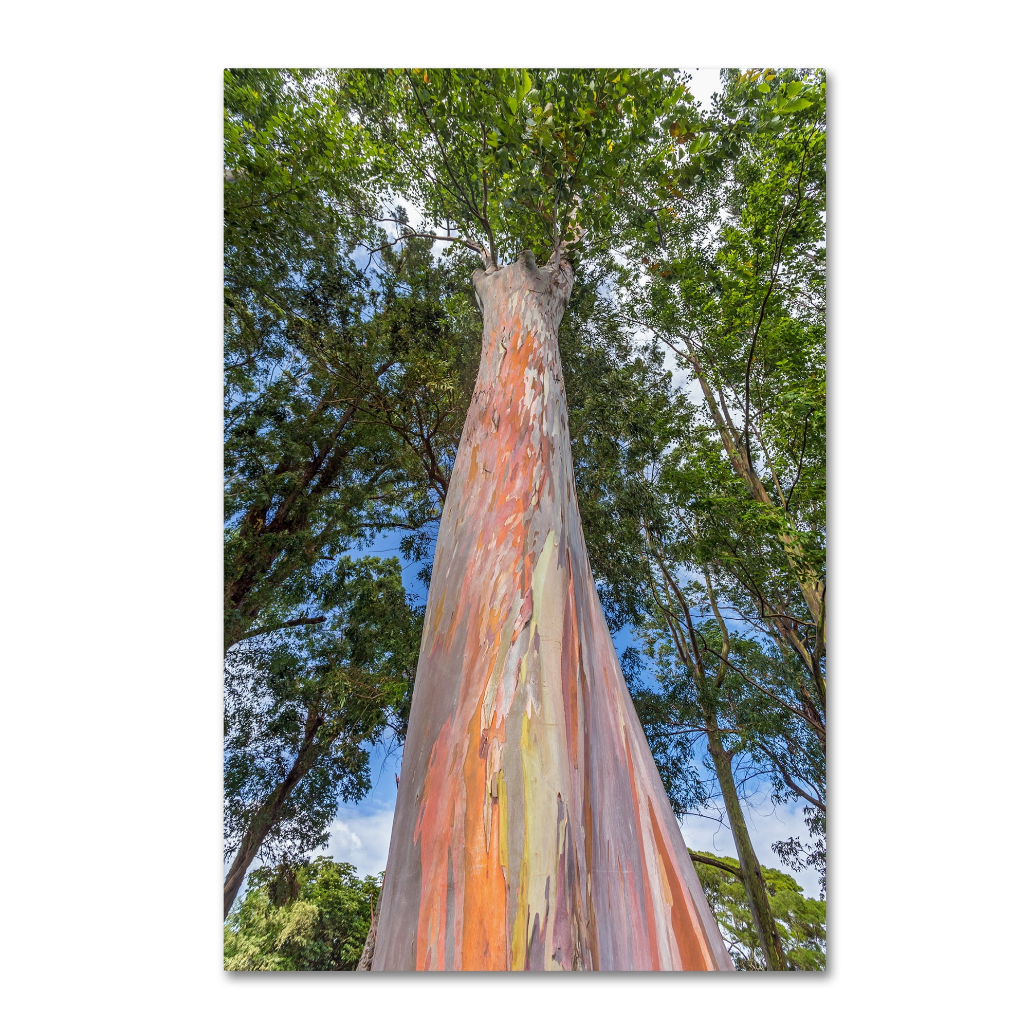 Trademark Fine Art 'Rainbow Tree' Canvas Art by Pierre Leclerc