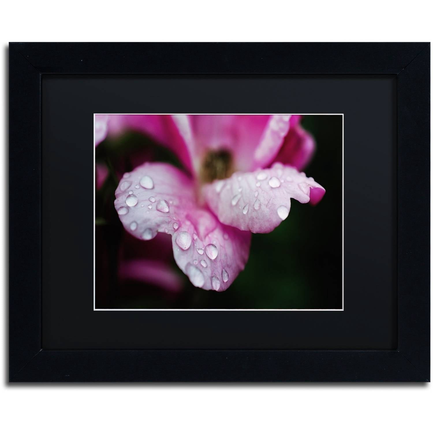 Trademark Fine Art 'Raindrops on Wild Rose Color' Canvas Art by PIPA Fine Art, Black Matte, Black Frame