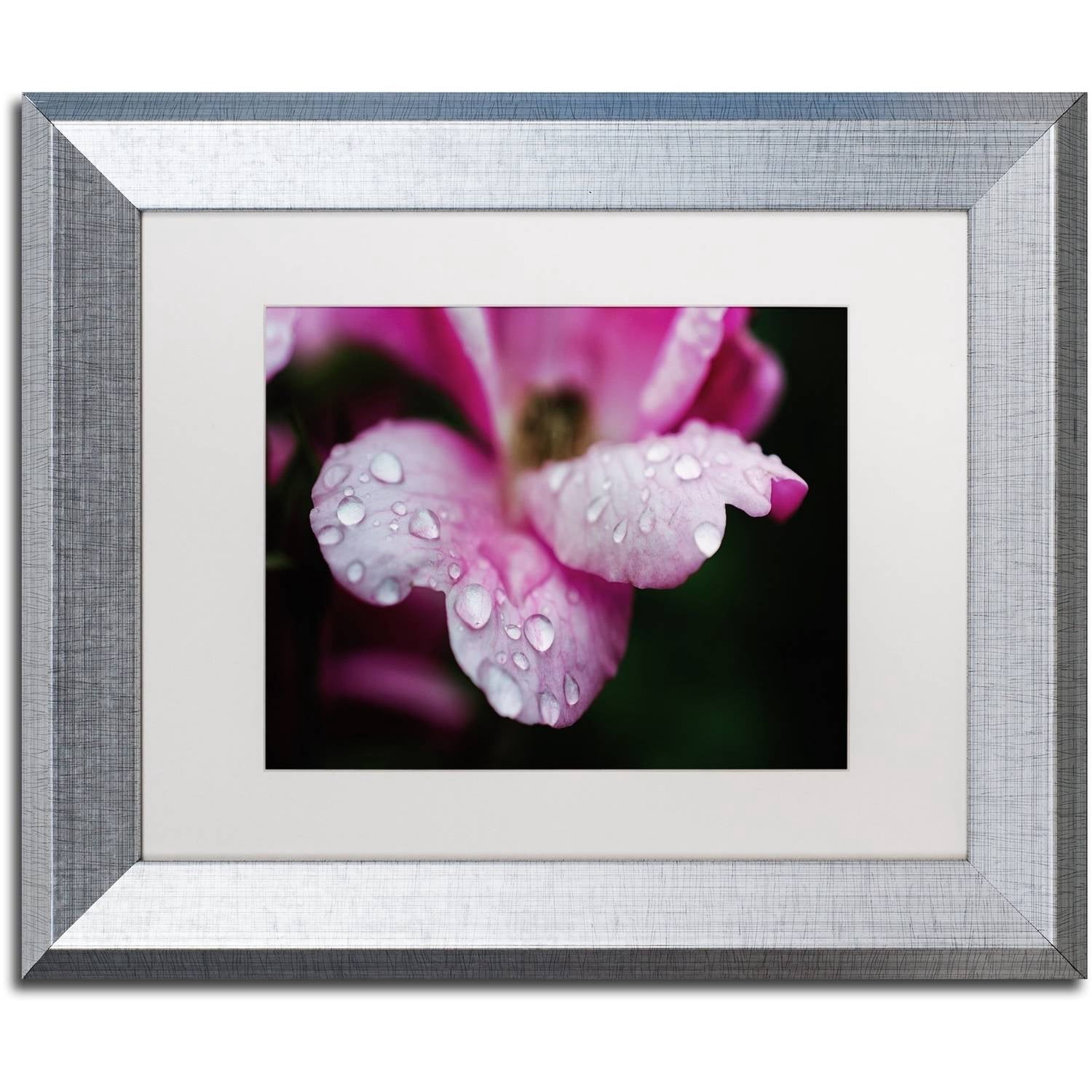 Trademark Fine Art 'Raindrops on Wild Rose Color' Canvas Art by PIPA Fine Art, White Matte, Silver Frame