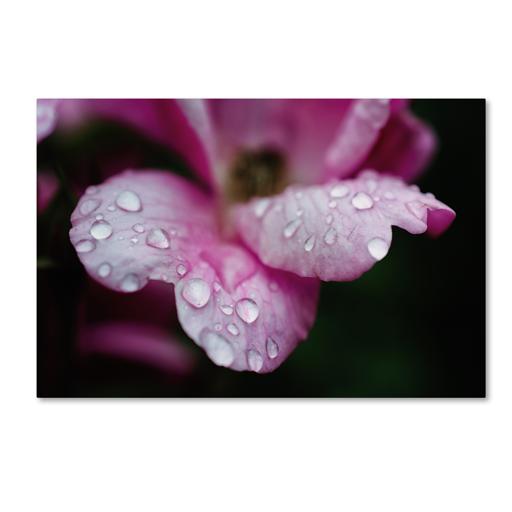 Trademark Fine Art 'Raindrops on Wild Rose Color' Canvas Art by PIPA Fine Art