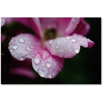 Trademark Fine Art 'Raindrops on Wild Rose Color' Canvas Art by PIPA Fine Art