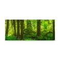 thumbnail image 1 of Trademark Fine Art 'Rainforest Green' Canvas Art by Jason Matias, 1 of 3