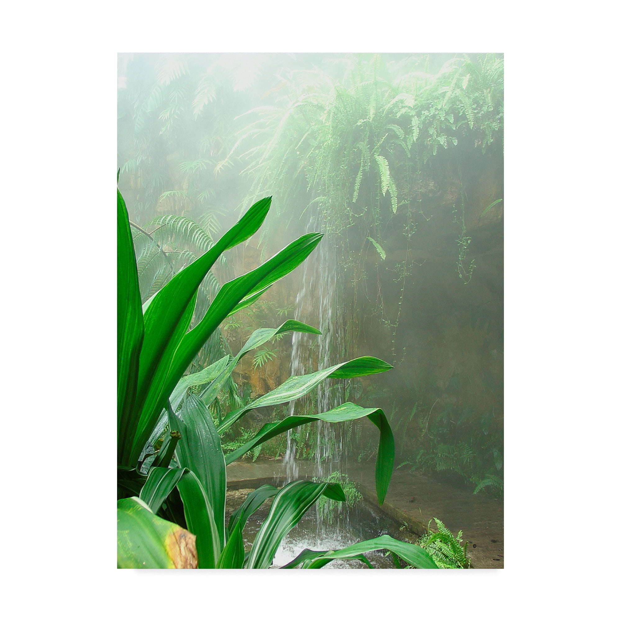 Trademark Fine Art 'Rainforest Leaves' Canvas Art by Audrey