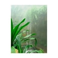 thumbnail image 1 of Trademark Fine Art 'Rainforest Leaves' Canvas Art by Audrey, 1 of 3