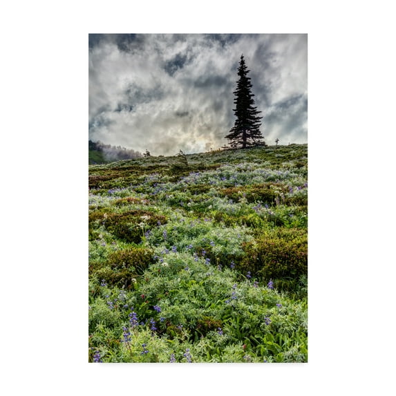 Trademark Fine Art 'Rainier Wildflowers' Canvas Art by Pierre Leclerc