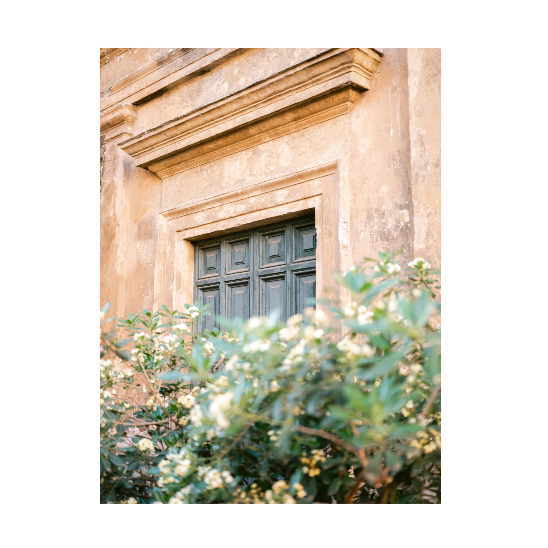 Trademark Fine Art Raisa Zwart Botanical Trastevere Rome Canvas Wall Art