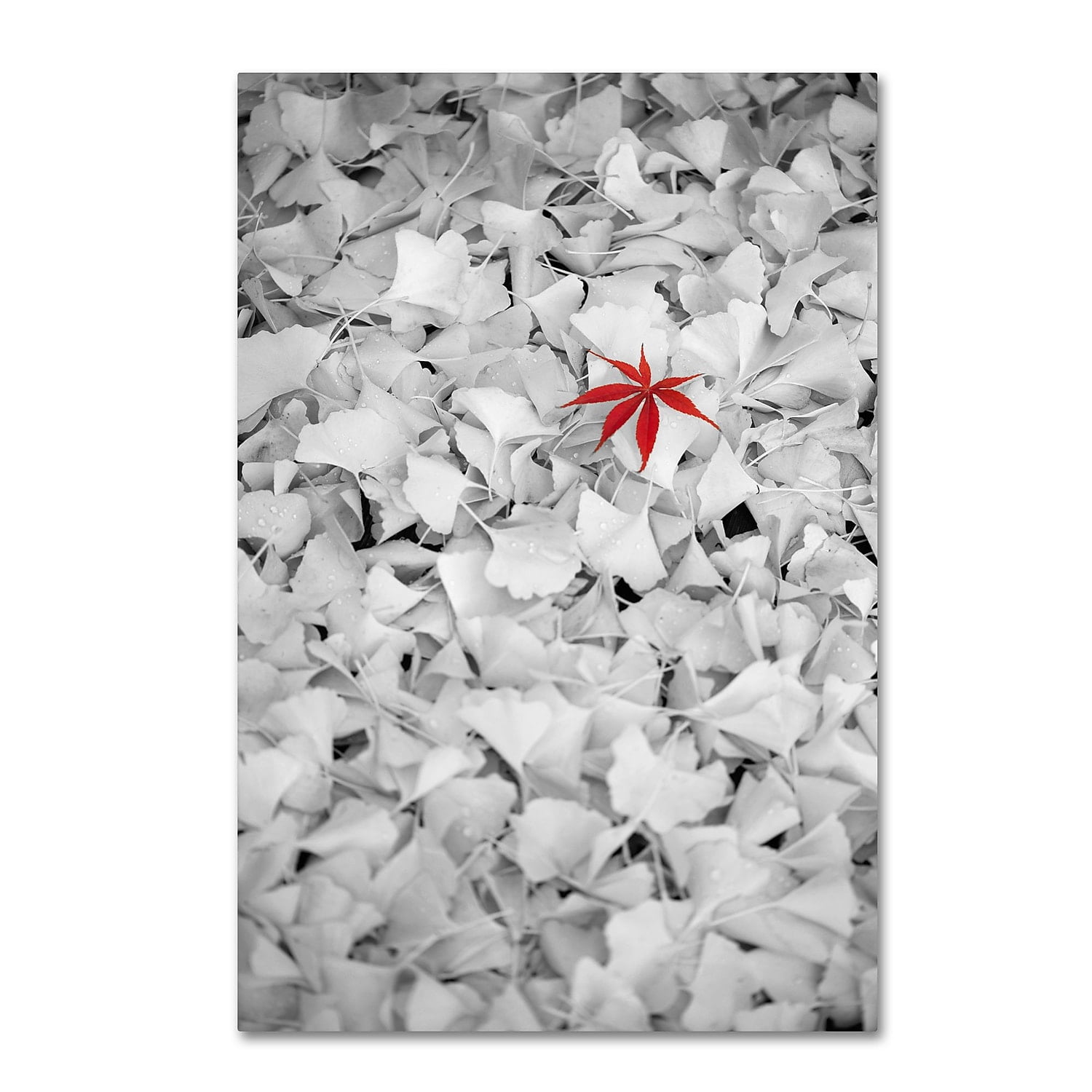 Large Black and White Canvas Art with Red Leaf Accent