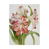 Trademark Fine Art 'Red And White Amaryllis' Canvas Art by Joanne Porter