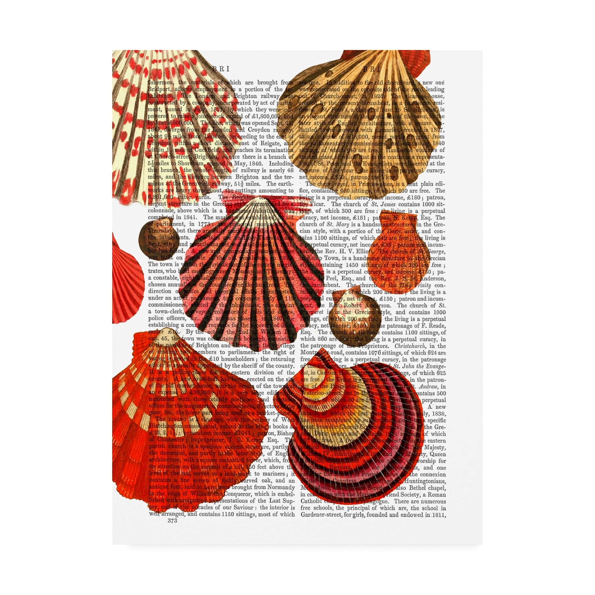 Trademark Fine Art 'Red Clam Shells' Canvas Art by Fab Funky