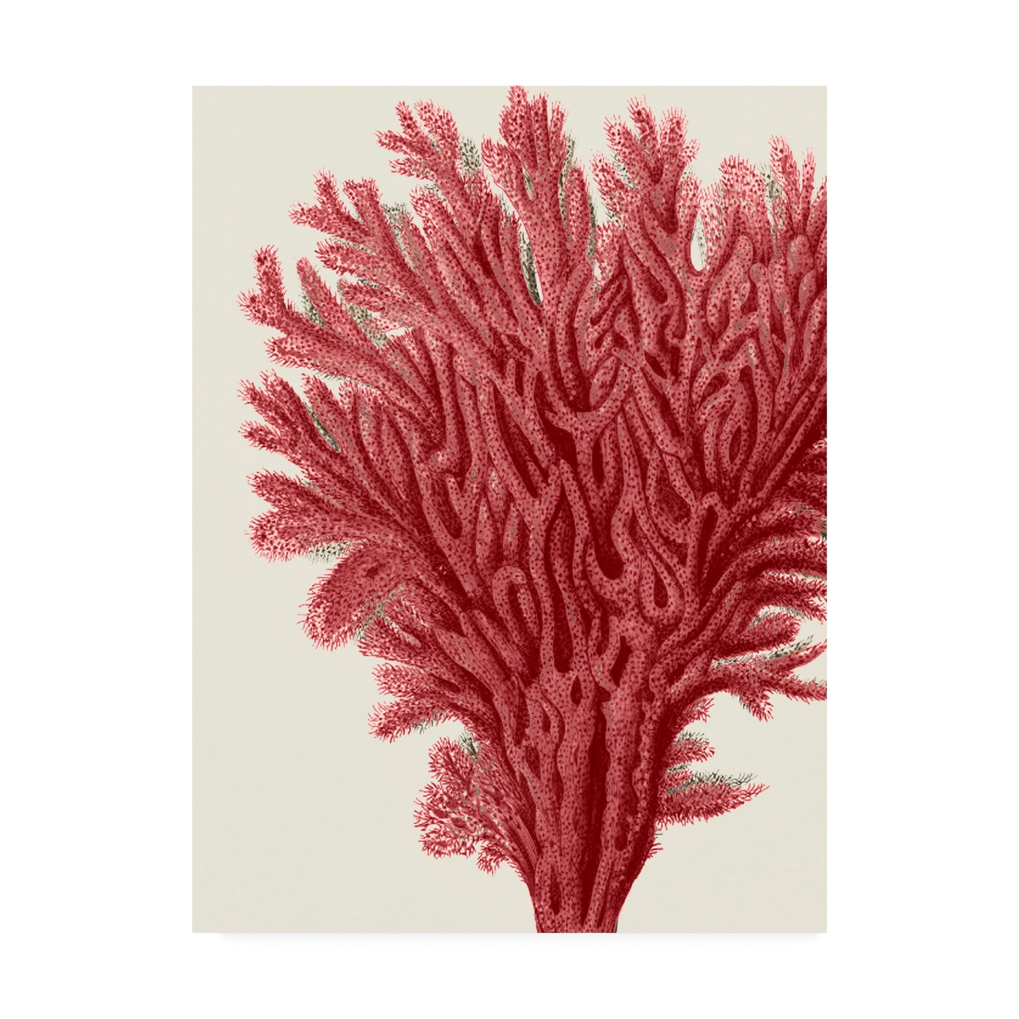 Trademark Fine Art 'Red Corals 2 A' Canvas Art by Fab Funky