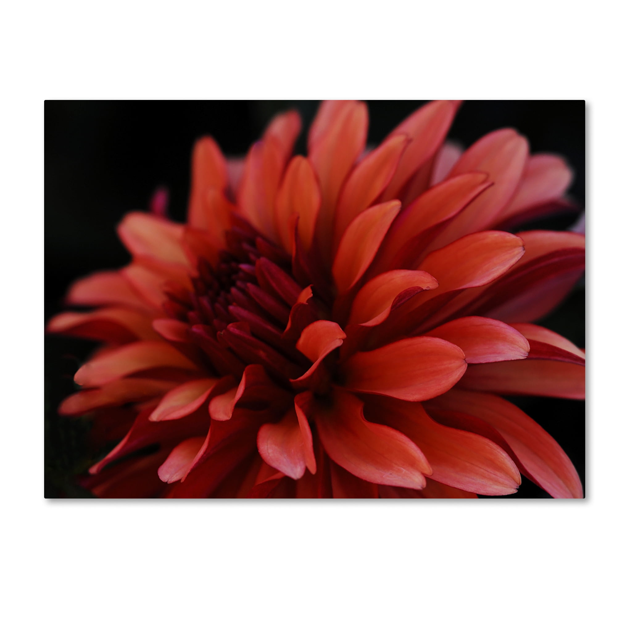 Kurt Shaffer 'Red Dhalia' 14 x 19 Canvas Art
