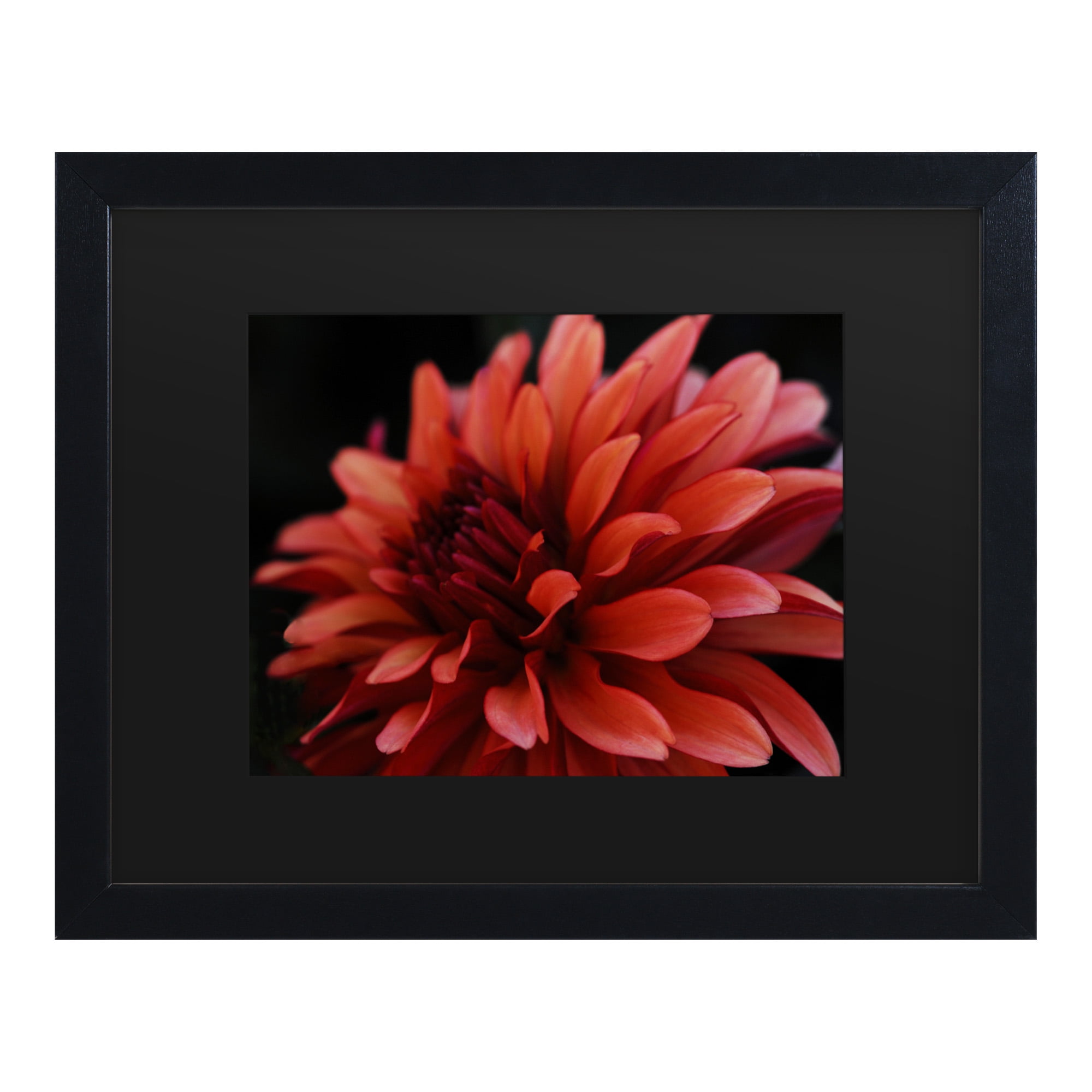 Trademark Fine Art 'Red Dahlia' Canvas Art by Kurt Shaffer