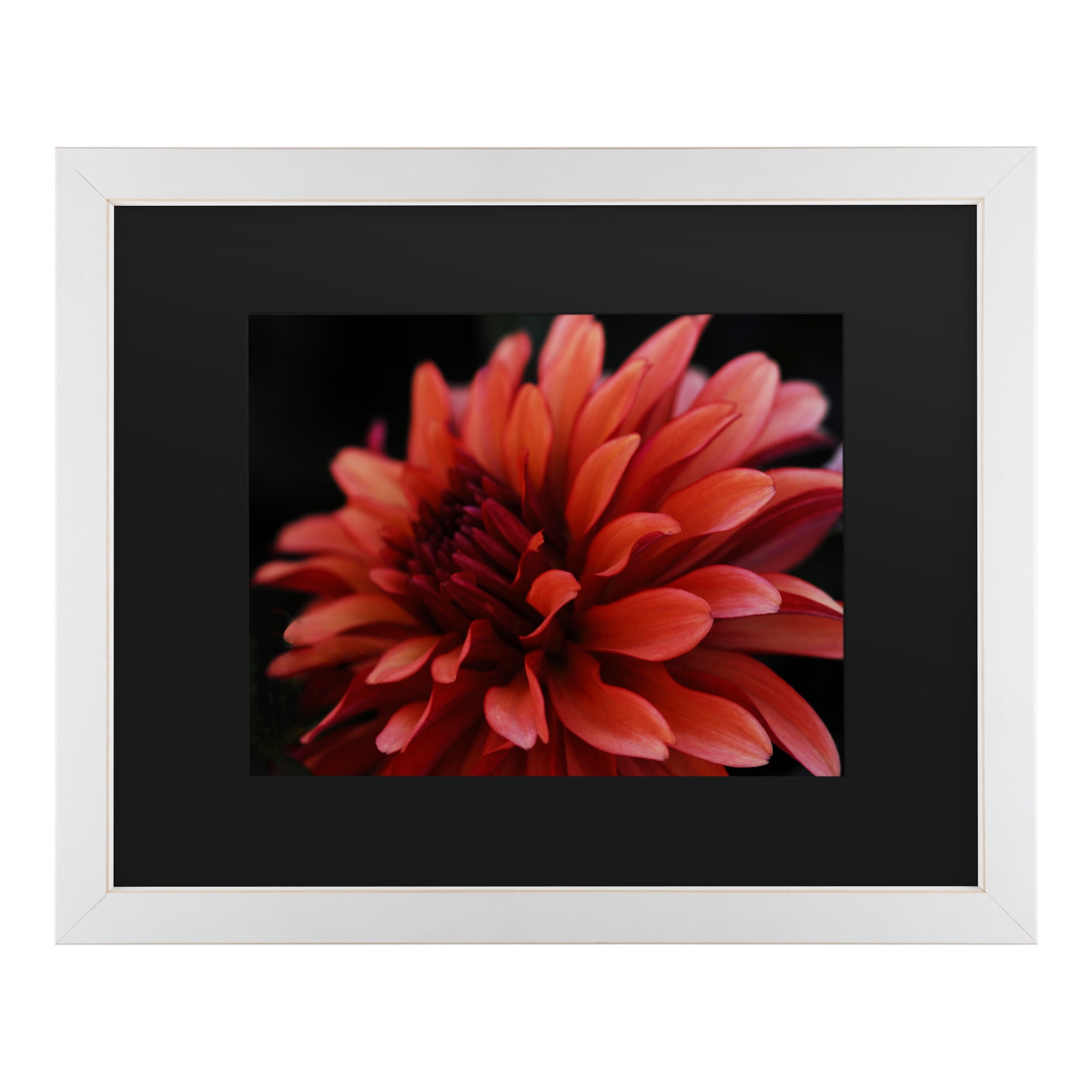 Trademark Fine Art 'Red Dahlia' Canvas Art by Kurt Shaffer