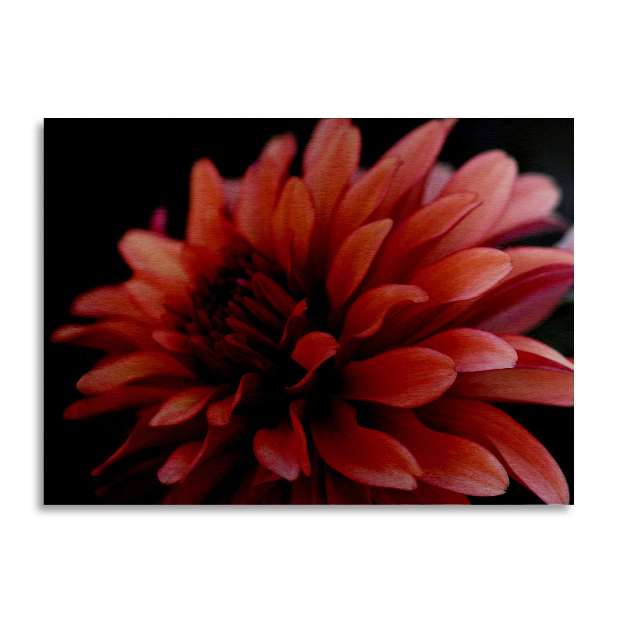 Trademark Fine Art 'Red Dhalia' Brushed Aluminum Wall Art Art by Kurt Shaffer