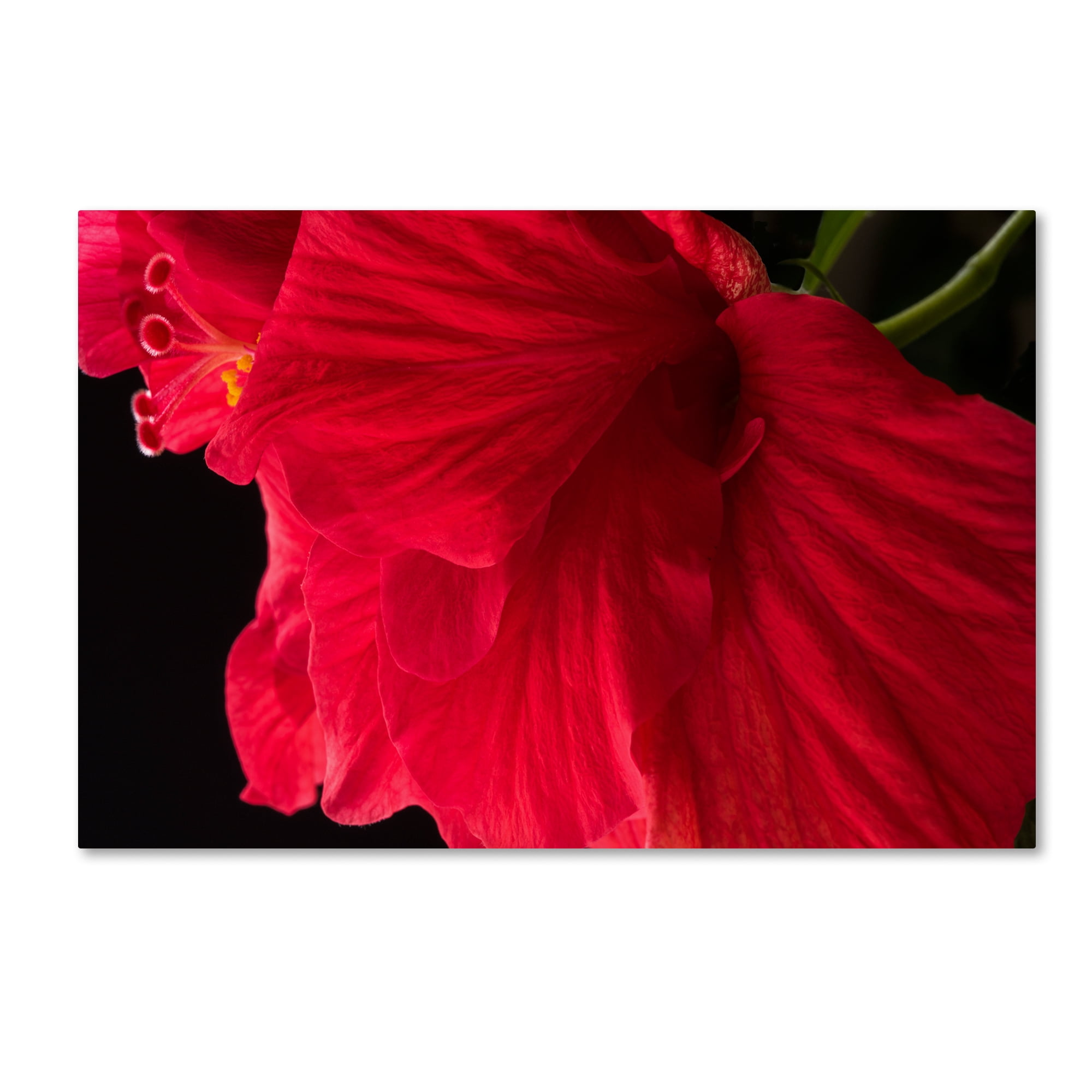 Trademark Fine Art "Red Double Hibiscus" Canvas Art by Kurt Shaffer