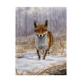 thumbnail image 1 of Trademark Fine Art 'Red Fox Center' Canvas Art by Nigel Artingstall, 1 of 3