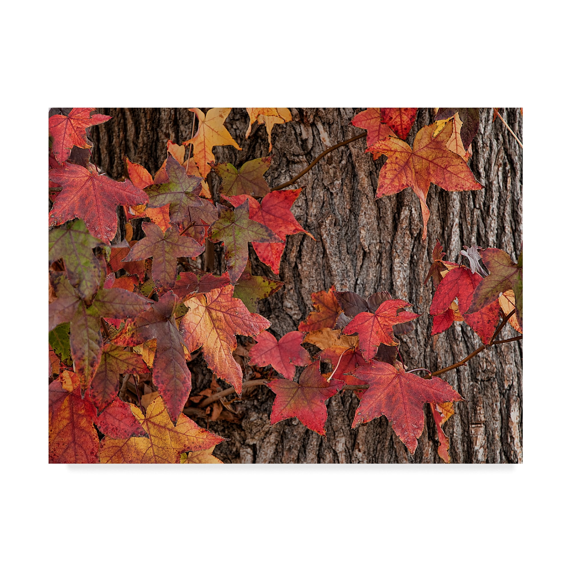 Trademark Fine Art 'Red Leaves On A Tree' Canvas Art by Lori Hutchison