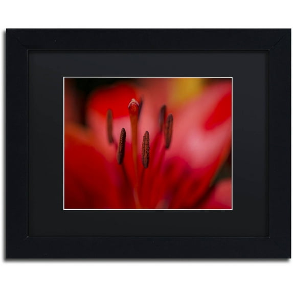 Trademark Fine Art "Red Lily Pistils" Canvas Art by Kurt Shaffer, Black Matte, Black Frame
