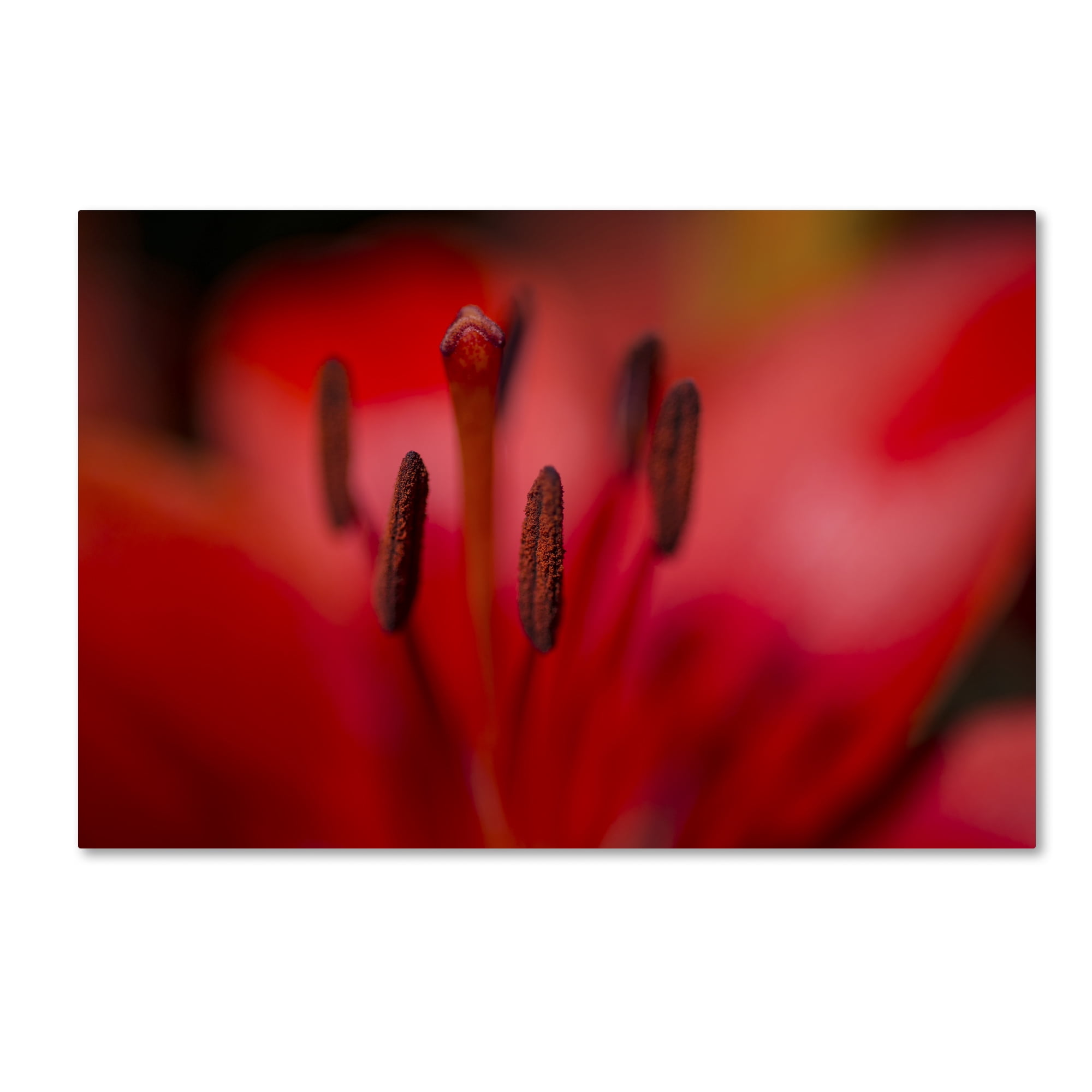 Kurt Shaffer 'Red Lily Pistils' Canvas Art 16 x 24