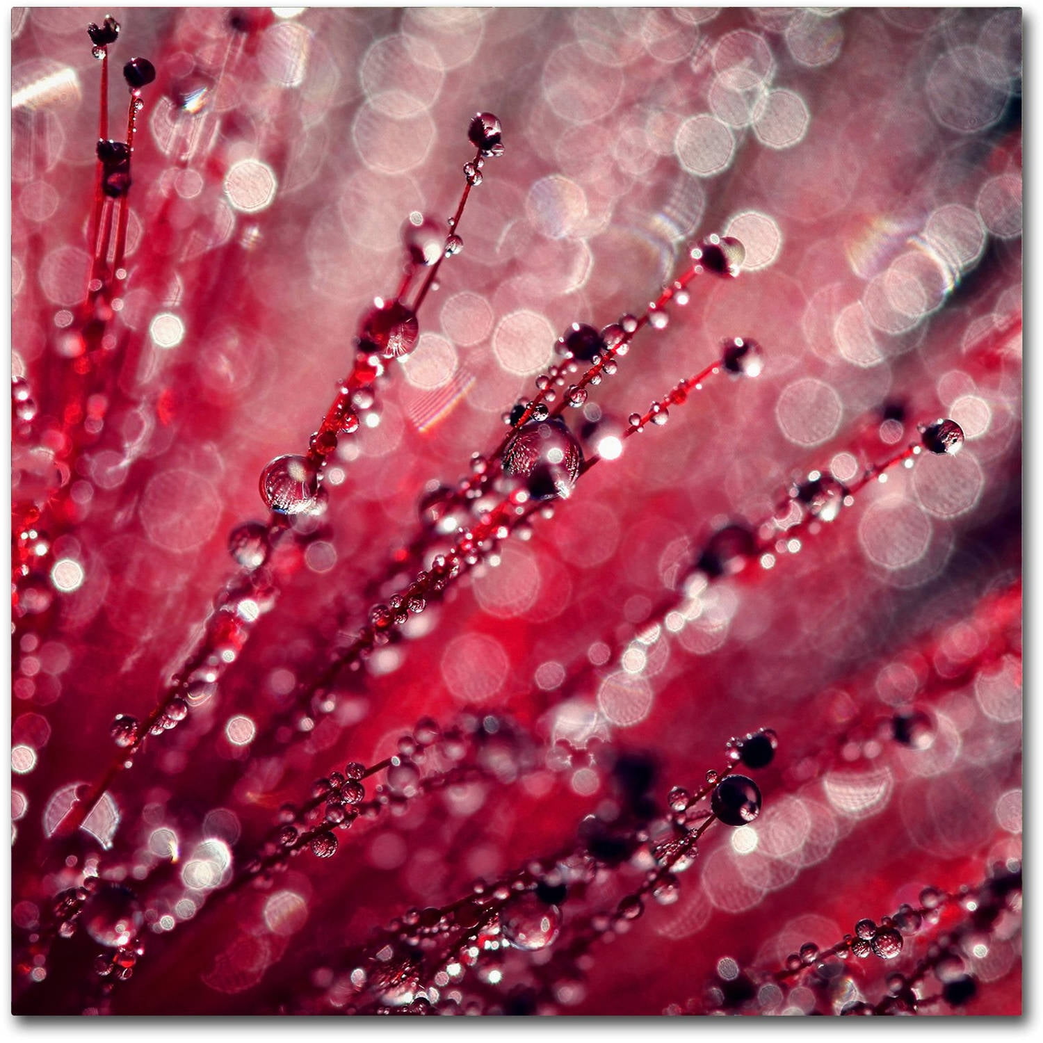 Trademark Fine Art "Red Melody" Canvas Art by Beata Czyzowska Young