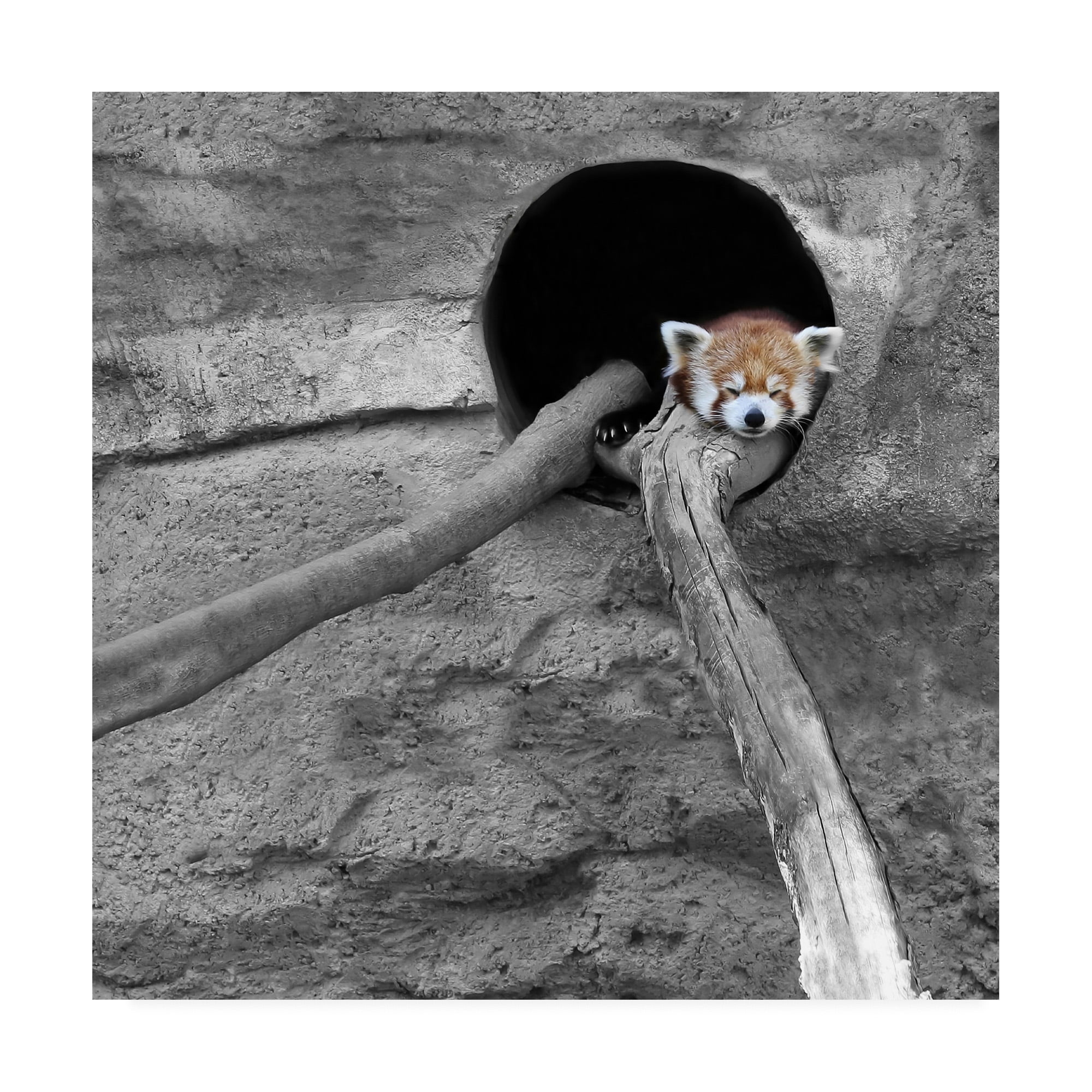 Trademark Fine Art 'Red Panda Sleeping' Canvas Art by Brooke T. Ryan