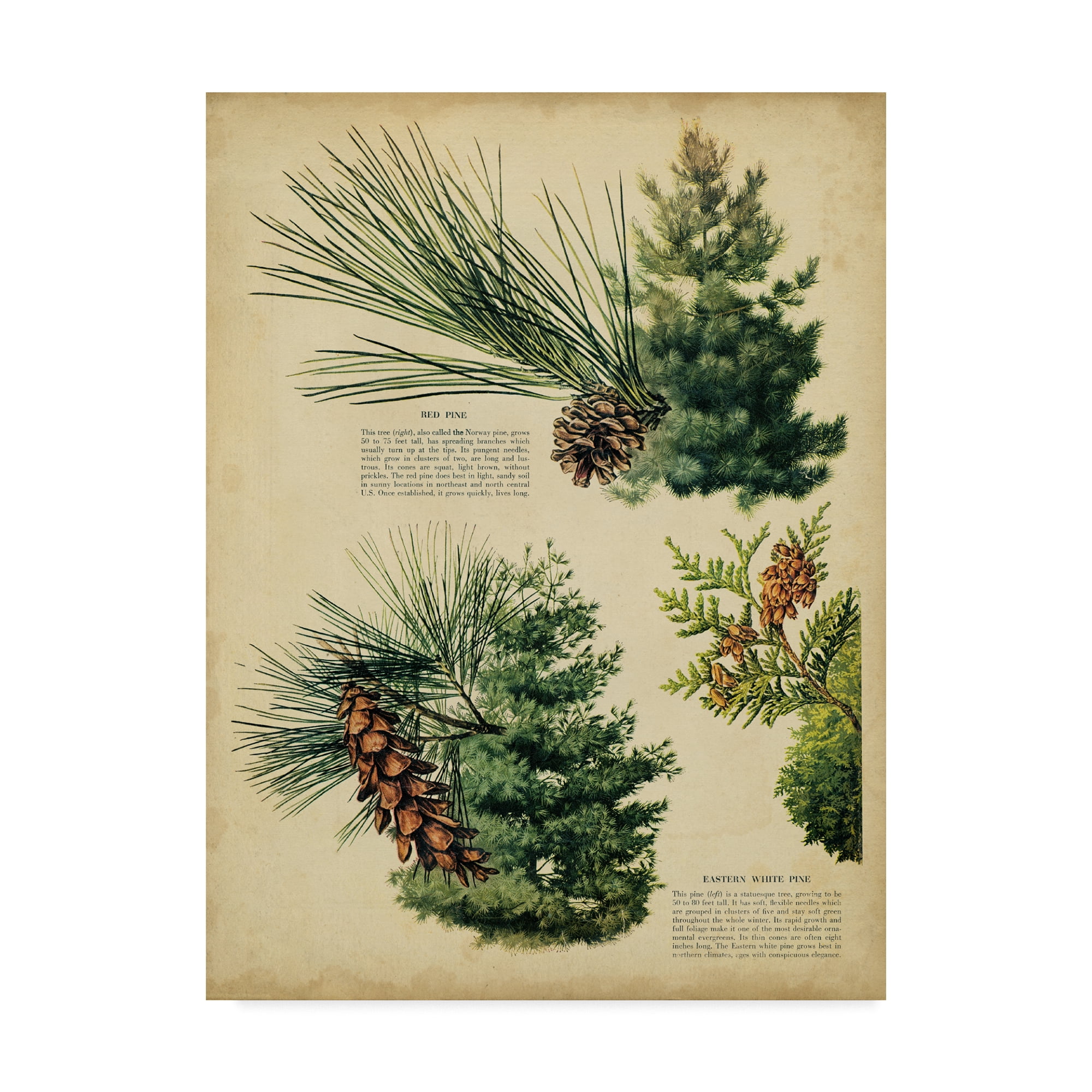 Trademark Fine Art 'Red Pine & Eastern White Pine' Canvas Art by Unknown