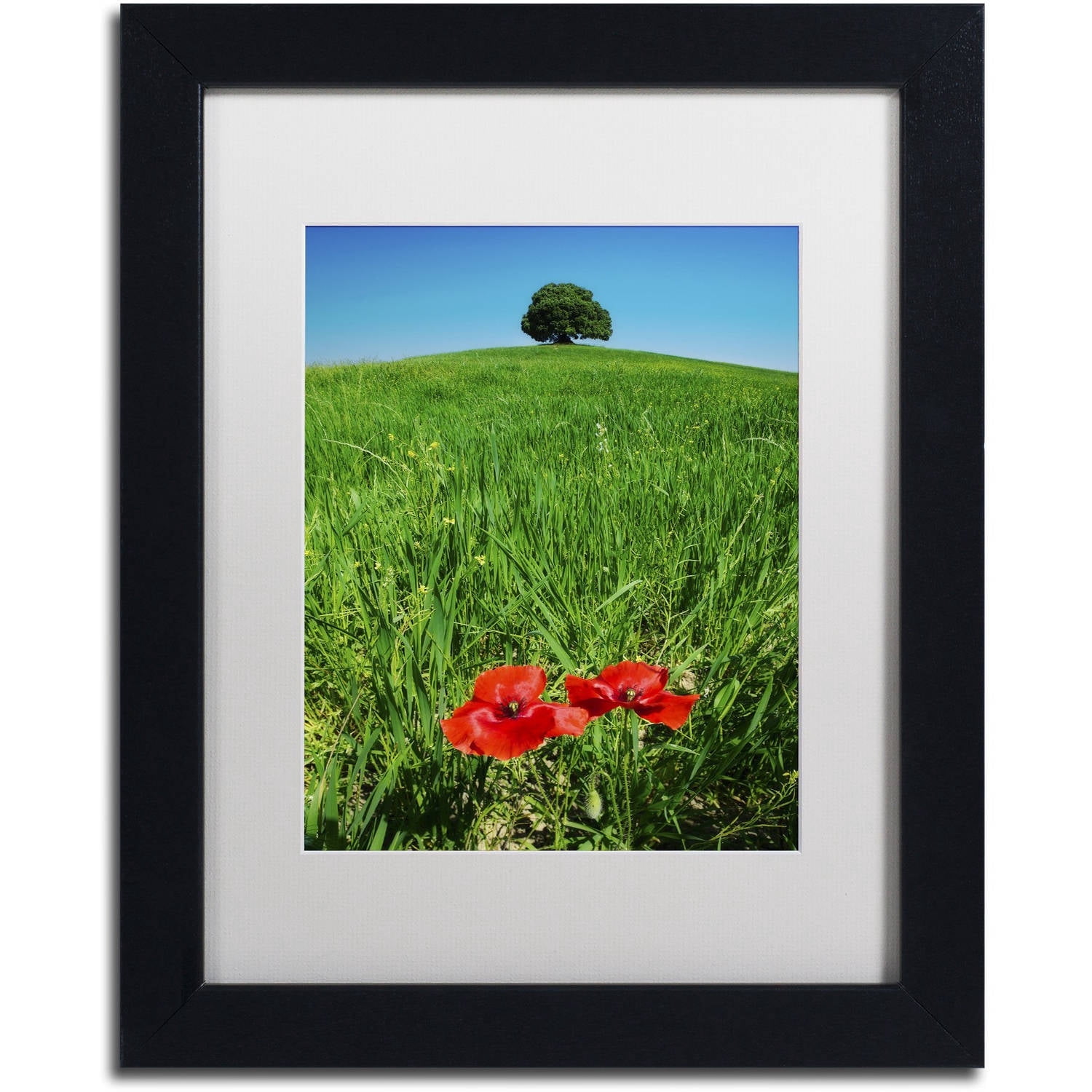 Trademark Fine Art 'Red Poppies and Oak' Canvas Art by Michael Blanchette Photography, White Matte, Black Frame