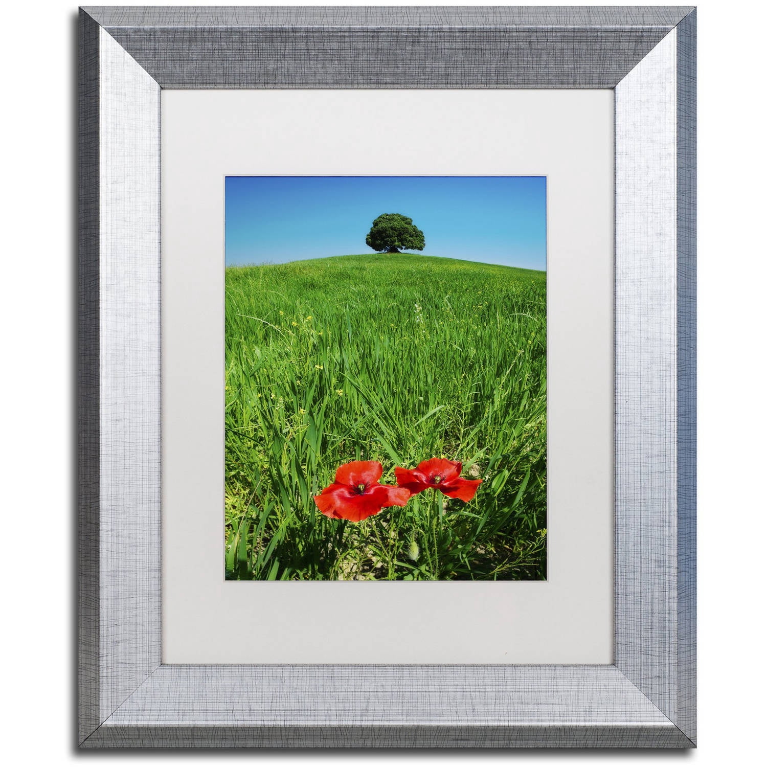 Trademark Fine Art 'Red Poppies and Oak' Canvas Art by Michael Blanchette Photography, White Matte, Silver Frame