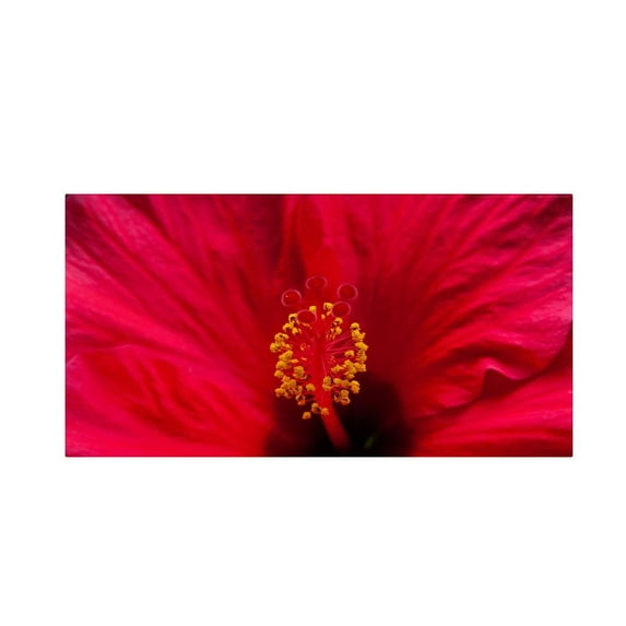 Trademark Fine Art "Red Red Hibiscus" Canvas Art by Kurt Shaffer