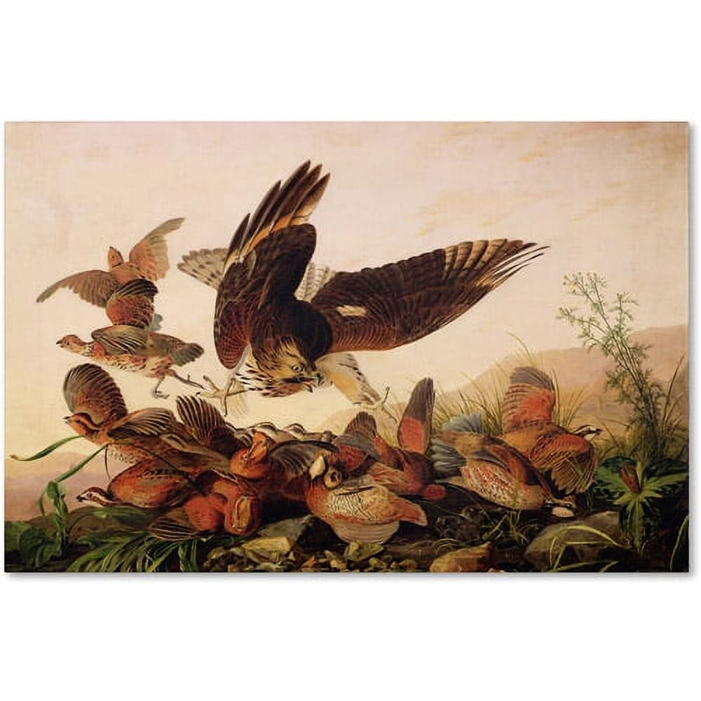 Red-Shouldered Hawk Attacking Bobwhite Partridges Canvas Art