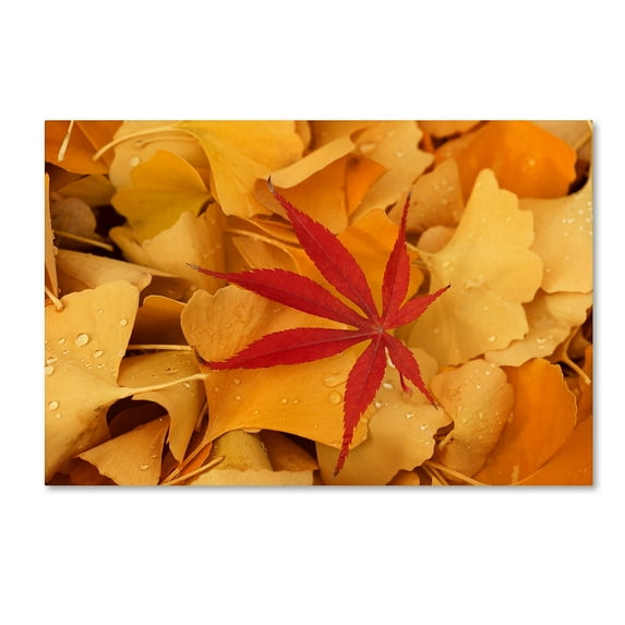 Trademark Fine Art "Red Star" Canvas Art by Philippe Sainte-Laudy