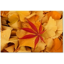 Trademark Fine Art "Red Star" Canvas Art by Philippe Sainte-Laudy