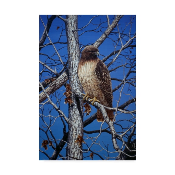 Trademark Fine Art 'Red Tailed Hawk' Canvas Art by Jeff Tift