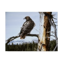 Trademark Fine Art 'Red Tailed Hawk' Canvas Art by Ron Parker