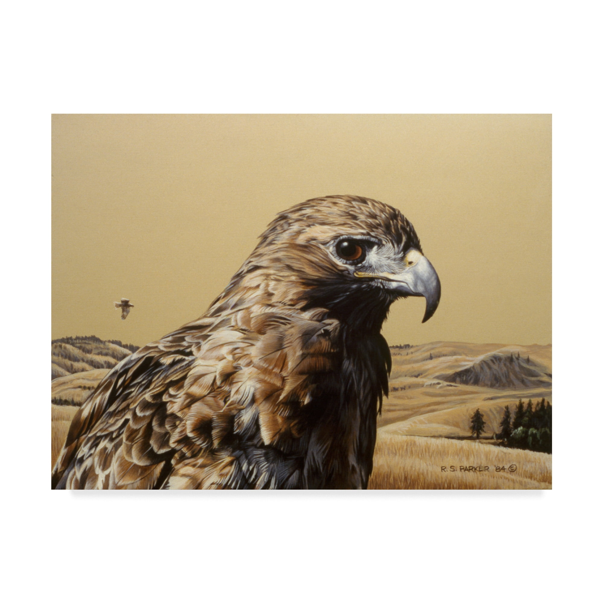 Trademark Fine Art 'Red Tailed Hawk' Canvas Art by Ron Parker